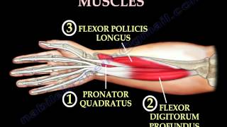 Anatomy Of The Volar Forearm Part 1  Everything You Need To Know  Dr Nabil Ebraheim [upl. by Maritsa]