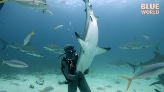 Hypnotizing Wild Sharks Tonic Immobility [upl. by Ellmyer991]