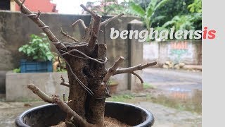 First Banyan Tree Bonsai from cuttings  banyan plant from cuttings  Ficus benghalensis cuttings [upl. by Kenaz]