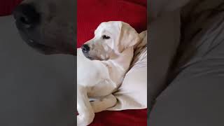 Dog napping dog labradorretriever fyp love [upl. by Brine]