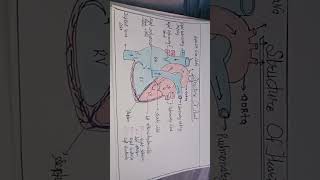 well labelled heart diagram for science students ✨📚medicalscienceheartstructureanatomydrawing👩‍🔬 [upl. by Aelat]