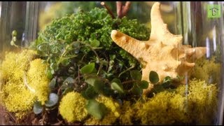 How to Make Your First Terrarium The Basics [upl. by Gabriello]