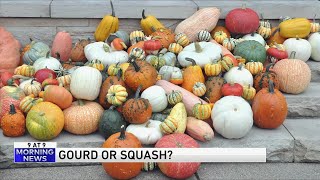 The differences between a squash and a gourd [upl. by Nosyd383]