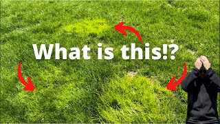 How to Identify Poa Trivialis [upl. by Assilana]