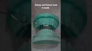 Anterior and Posterior teeth in mouth  short video  DentoRise  Dental education  Dentistry [upl. by Steinway]