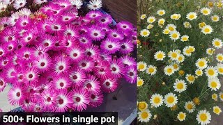 Grow Daisy or Ice plant flowers from seed with complete updates [upl. by Rodrich]