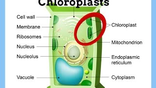 ChloroplastsDefinitionFunctionStructure [upl. by Gronseth]