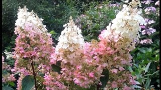 Hydrangea paniculata Pinky Winky [upl. by Anim814]