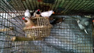 longtail finches male or female identify [upl. by Noswad]