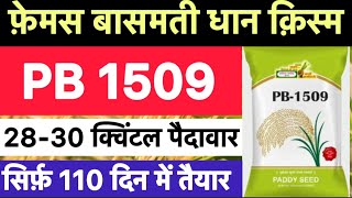 Pusa basmati 1509 dhan ki kheti kaise kare  Pb 1509 paddy variety details [upl. by Jocelyn]