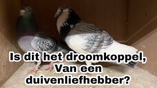 Is dit het droomkoppel van elke duivenmelker  215 X 609  Postduiven [upl. by Dlorah261]