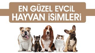 En Güzel 10 Evcil Hayvan İsmi Köpek  Kedi [upl. by Nylasej]