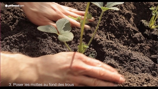 Planter des fraisiers [upl. by Alleoj809]