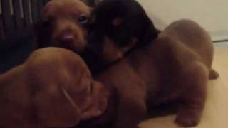 Dachshund puppy crying [upl. by Publia]