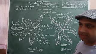 General morphology of star fishVSBOORAZOOLOGYvsboorageneralbscbsczoologystarviral [upl. by Zerat978]