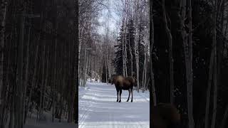 This one tried to get me… moose attack [upl. by Rudwik521]